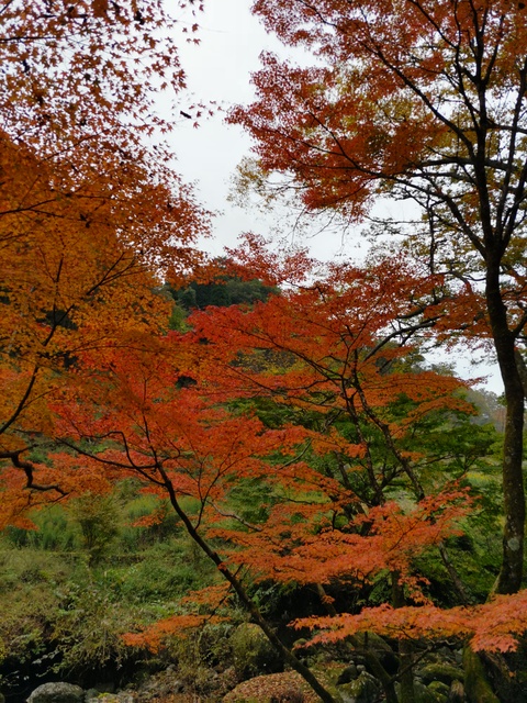 神角寺渓谷4