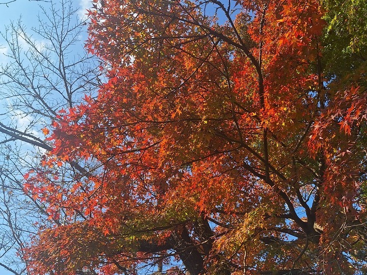 ③白鹿山・妙覚寺の紅葉