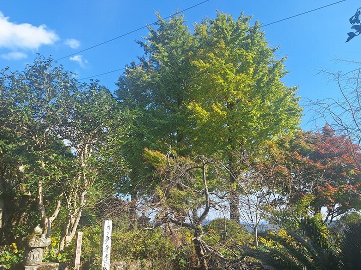 ④白鹿山・妙覚寺の紅葉