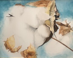 ふわふわ コットン2 ふわふわ コットン2