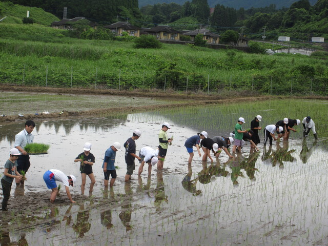 田植え①