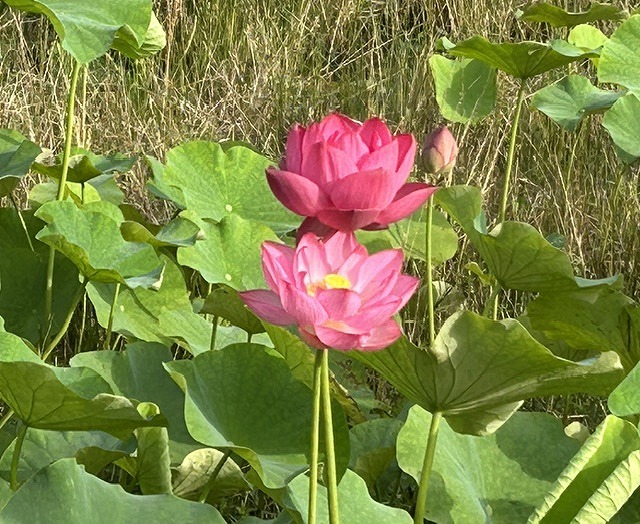 蓮の花①
