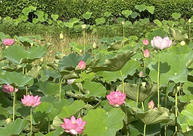 蓮の花②