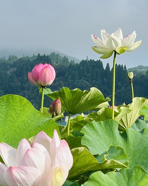 蓮の花③