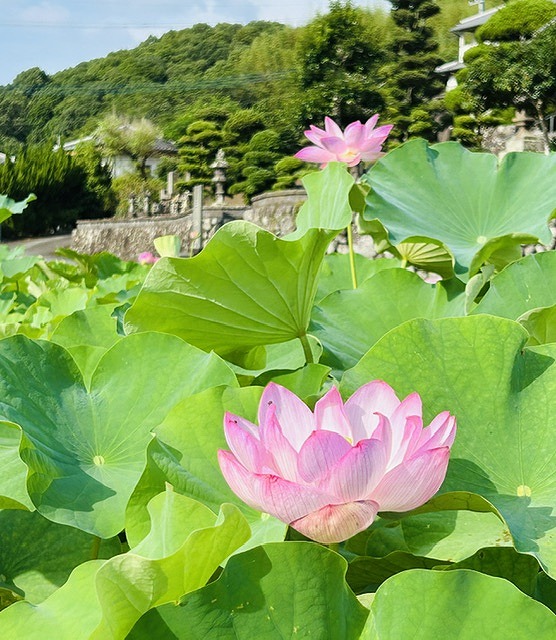 蓮の花④