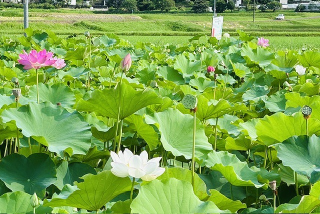蓮の花⑤