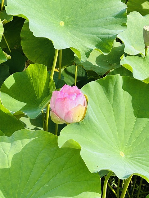 蓮の花⑥