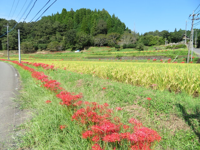 県道41号線付近の様子