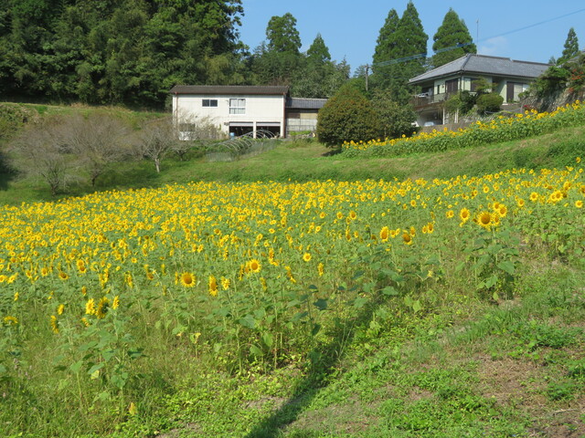 宮本集落のひまわり畑