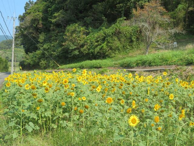 県道41号線沿いのひまわり畑